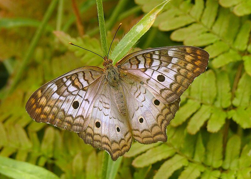 File:WhitePeacock.jpg