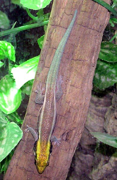 File:Yellow-headed.day.gecko.arp.jpg