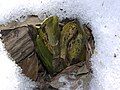 Eastern skunk cabbage melting a hole through snow.