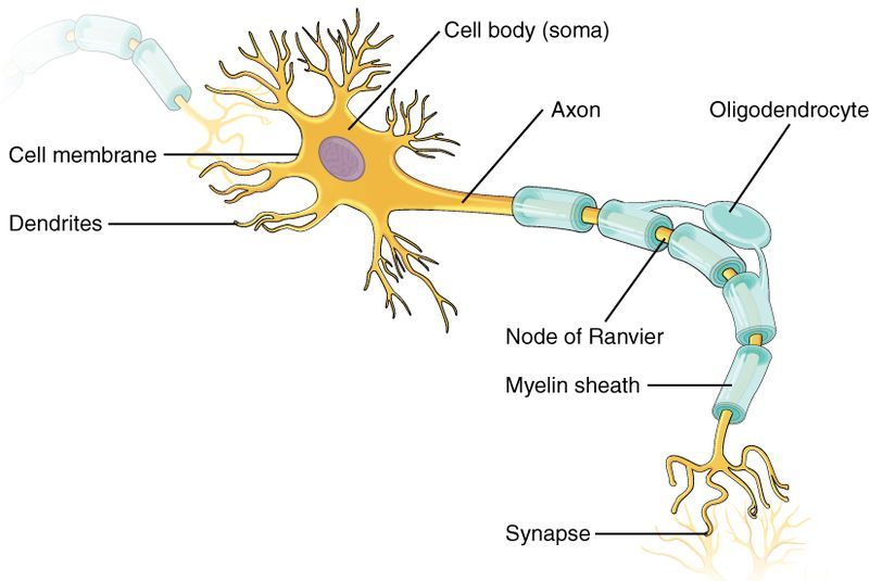 File:1206 The Neuron.jpg