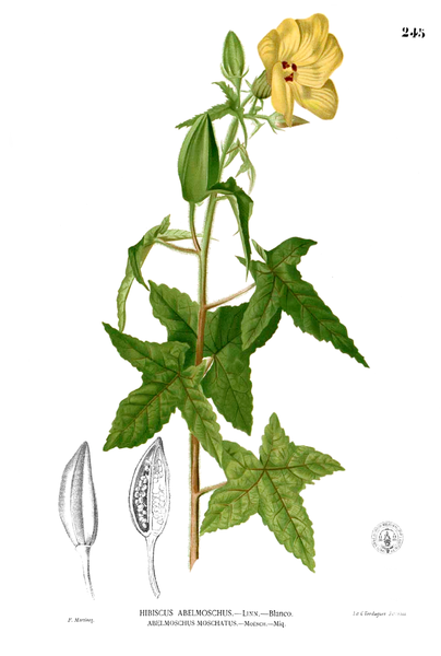 File:Abelmoschus moschatus Blanco2.245.png