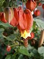 Callianthe megapotamica close-up