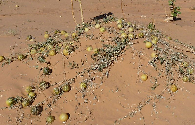 File:Adrar-Coloquintes.jpg