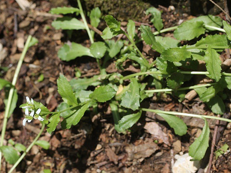 File:Arabis flagellosa.jpg