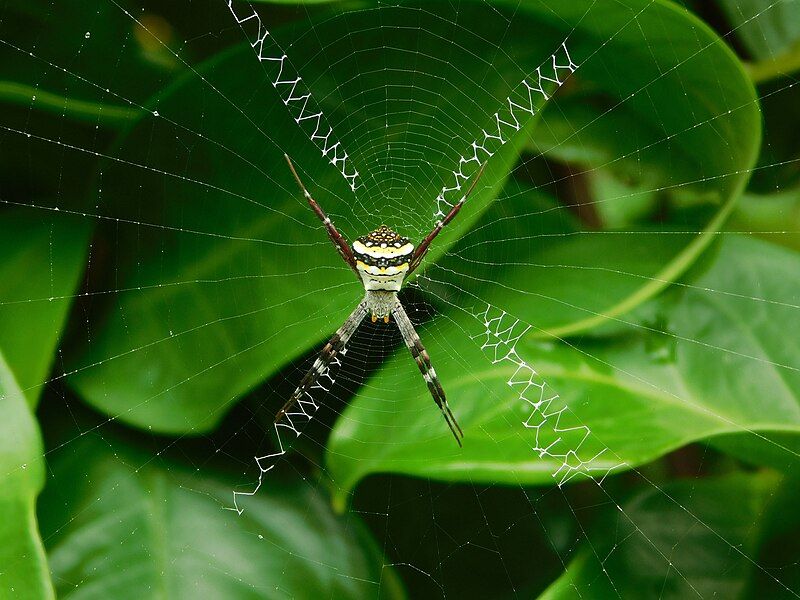 File:Argiope anasuja spider.jpg