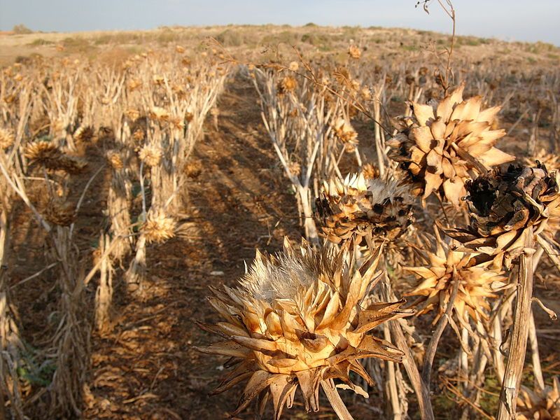 File:Artichoke-field cyprus hg.jpg