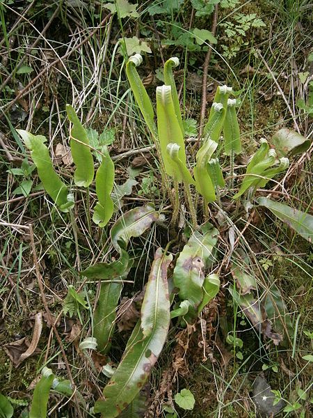 File:Asplenium scolopendrium RHu01.JPG