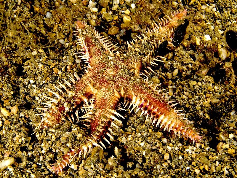 File:Astropecten polycanthus (Starfish).jpg