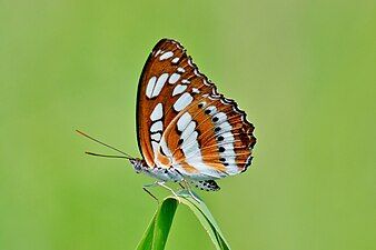 Ventral view