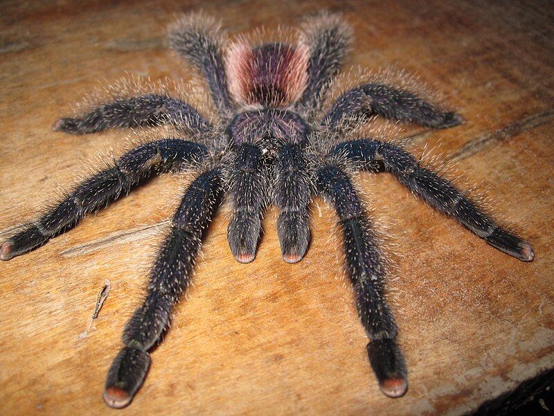 File:Avicularia juruensis.jpg