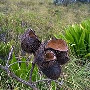 Dry seed pods