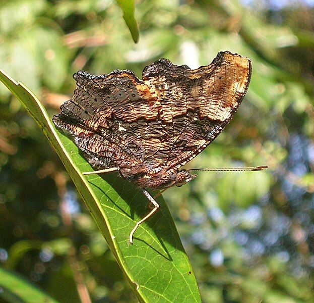 File:Blue admiral un.jpg