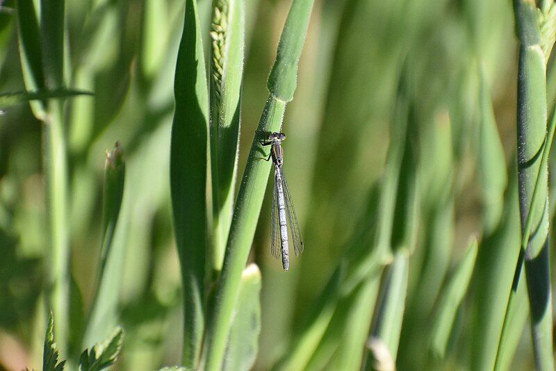 File:Blue damselfly1.jpg