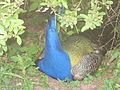 Blue Peafowl