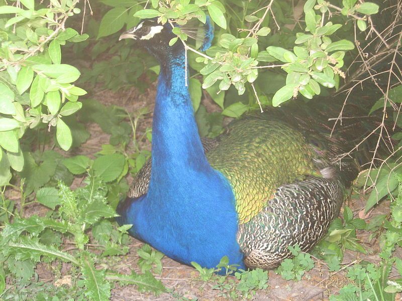 File:Bluepeafowlsitting.JPG