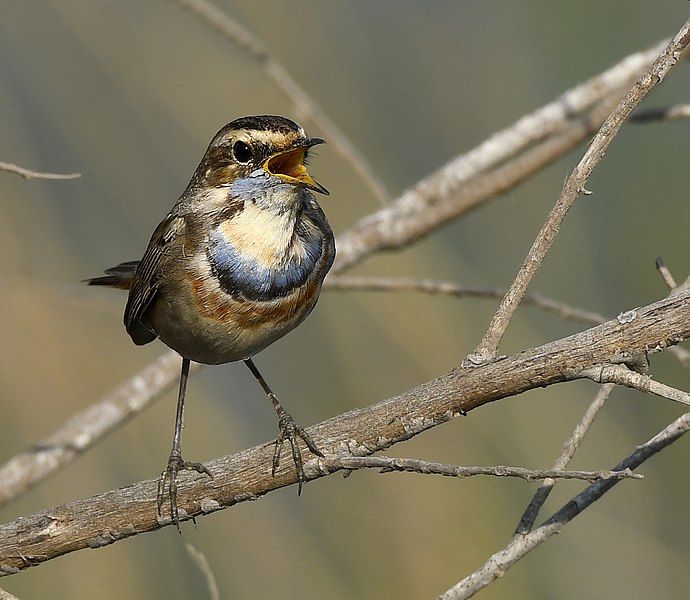 File:Bluethroat AMSM6577.jpg