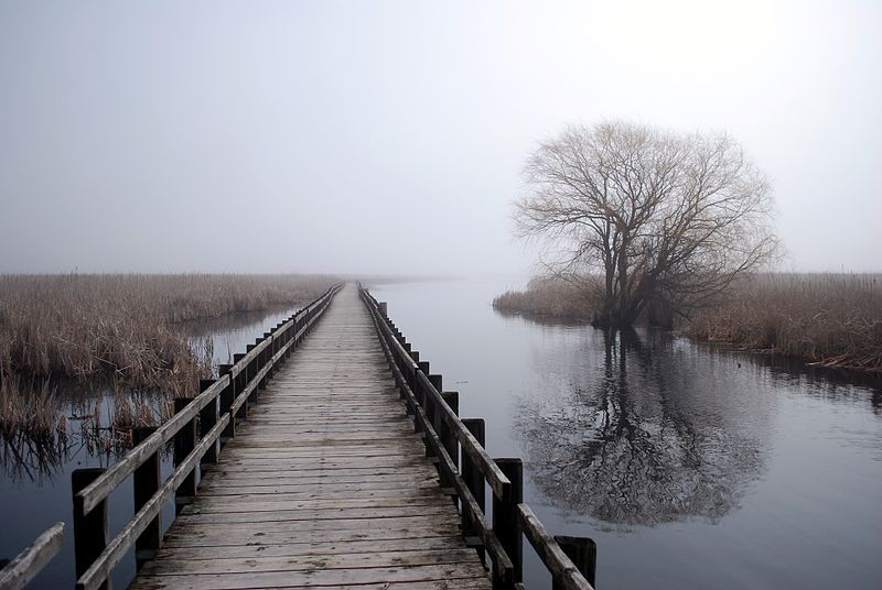 File:Boardwalk in Pelee.JPG