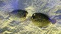 Wide-eyed flounder, Bothus podas