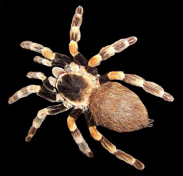 File:Brachypelma.jpg