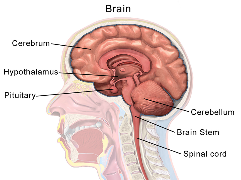 File:Brain Anatomy (Sagittal).png