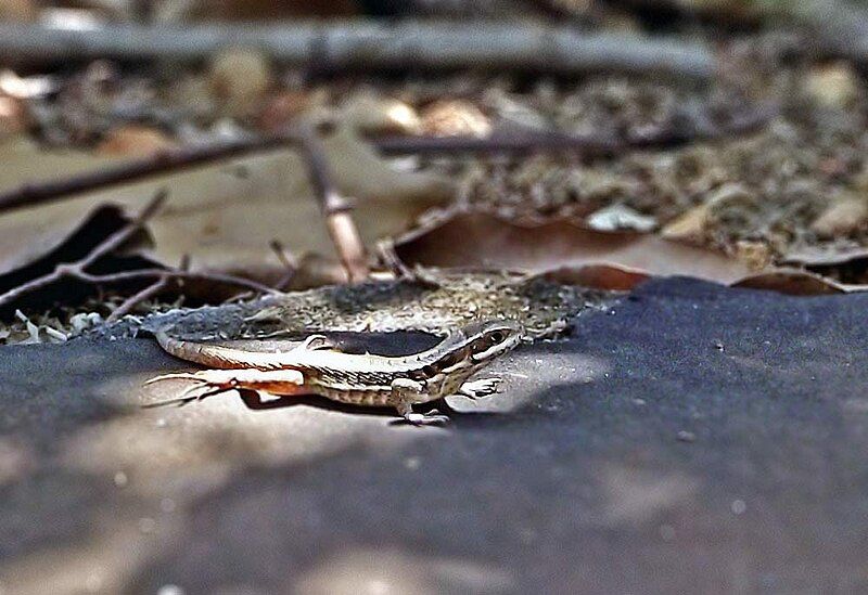 File:Brown lizard.jpg