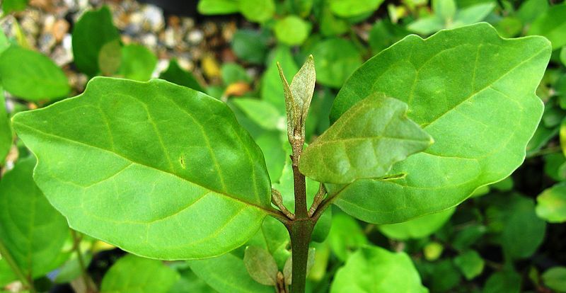 File:Buddleja indica leaves.jpg