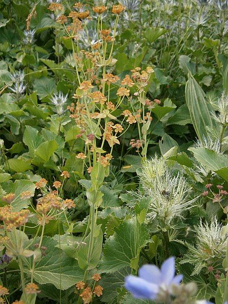 File:Bupleurum longifolium 02.JPG