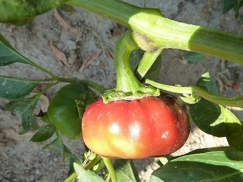 File:C.annuum-8.jpg