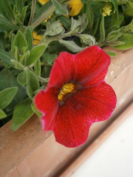 File:Calibrachoa red 03.JPG