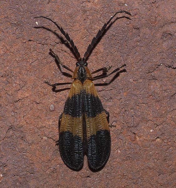 File:Calopteron P1220127a.jpg