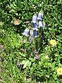 Campanula barbata