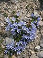 Campanula cenisia