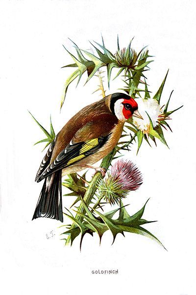 File:Carduelis carduelis01.jpg