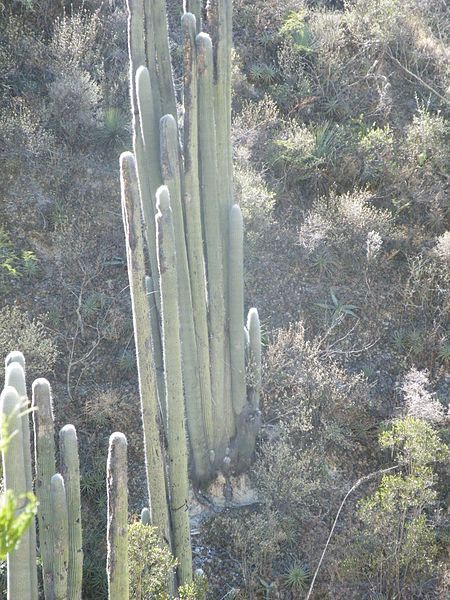 File:Cephalocereus senilis (5777116308).jpg