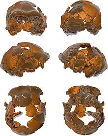 Most recent reconstruction of Ceprano by Di Vincenzo et al. (2017).