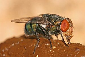 Chrysomya megacephala feeding on animal feces