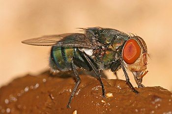 Oriental latrine fly