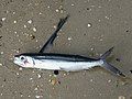 Beached Atlantic flyingfish in Fort Pierce, Florida