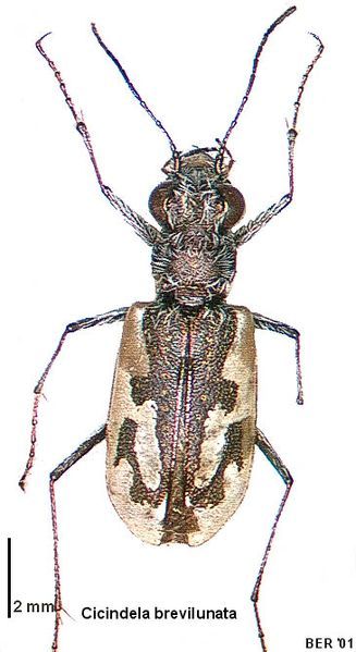 File:Cicindela brevilunata.jpg