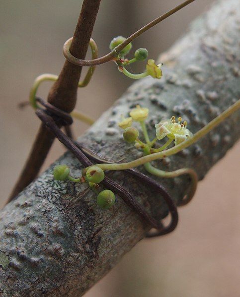 File:Clematicissus opaca flower.jpg