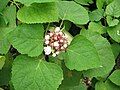 Clerodendrum chinense