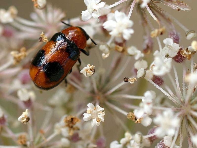 File:Coptocephala scopolina01.jpg