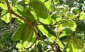 O. fulgidus on a branch of tropical almond (Terminalia catappa), El Crucero, Managua, Nicaragua.