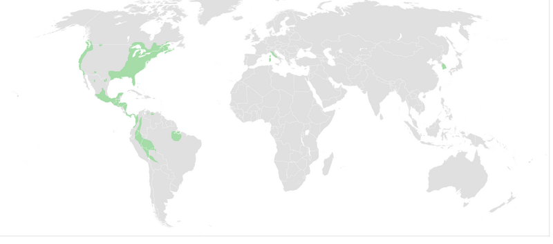 File:DIstribution of Plethodontidae.png