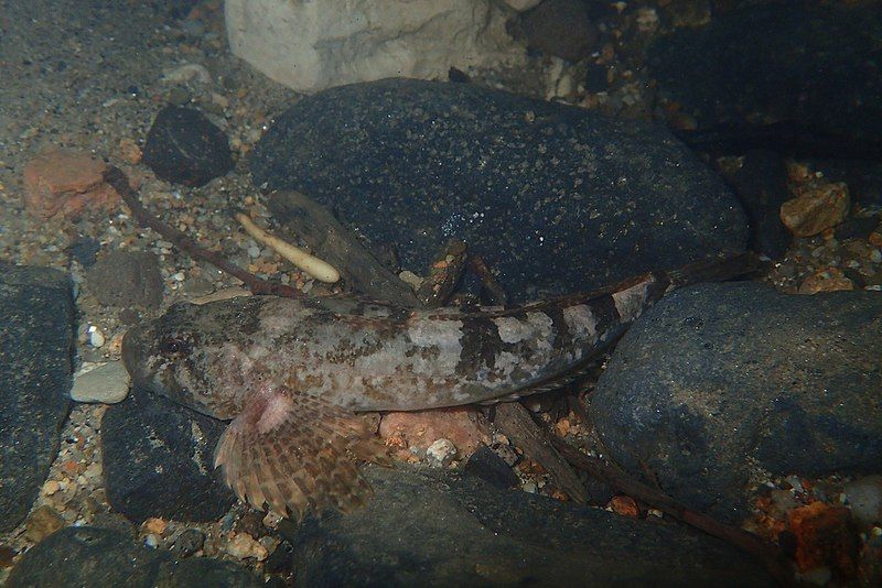 File:Dordogne sculpin.jpg