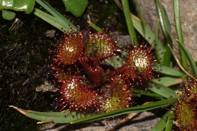 File:Drosera monticola 74453870.jpg