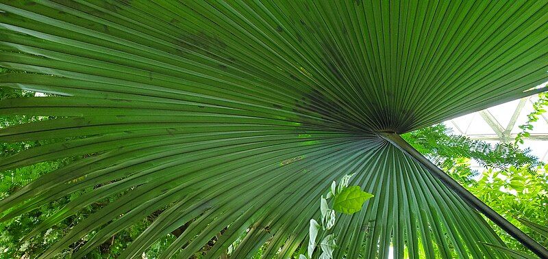 File:Elephantpalm.jpg