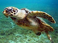 A young sea turtle swims angled up with his beak shown prominently.