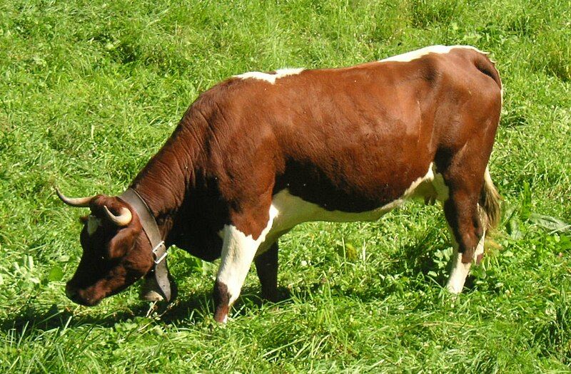 File:Evolene Cow.jpg