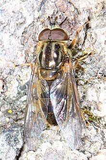 Species specimen